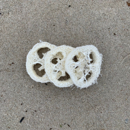 Kystnær Loofah svamp